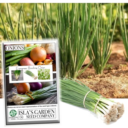 Evergreen Bunching Nebuka Onion Seeds For Planting, 500+ Heirloom Seeds Per Packet, (Isla's Garden Seeds), Non Gmo Seeds, Botanical Name: Allium Fistulosum #TOP19