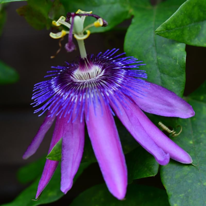 Planta de pasiflora de lavanda viva, vid de flores de passiflora, flores de pasión arrastradas de 4 a 8 pulgadas de alto