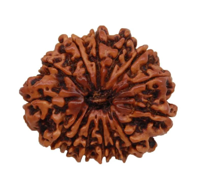 14 Mukhi Nepal Rudraksha Original Certified Nepali 25mm With Capping Pendant Lord Hanuman 14 Mukhi Natural Fourteen Face Rudraksha Brown Bead For Men & Women