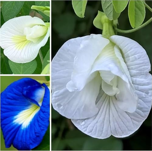 Image of 40 Count || Aparajita Butterfly Pea Flower Seeds, Mixed Colors (Blue, Pink, White, Yellow), Medicinal Climbing Vine || 40 Count
