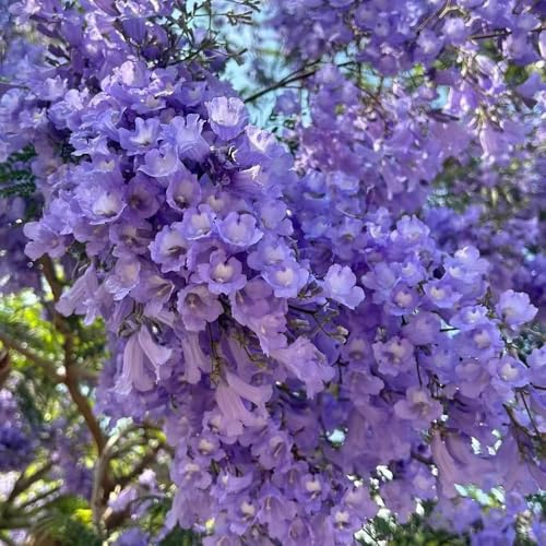 Semillas jacaranda - Serie de raras - semillas para balcones resistentes para balcones 30pcs