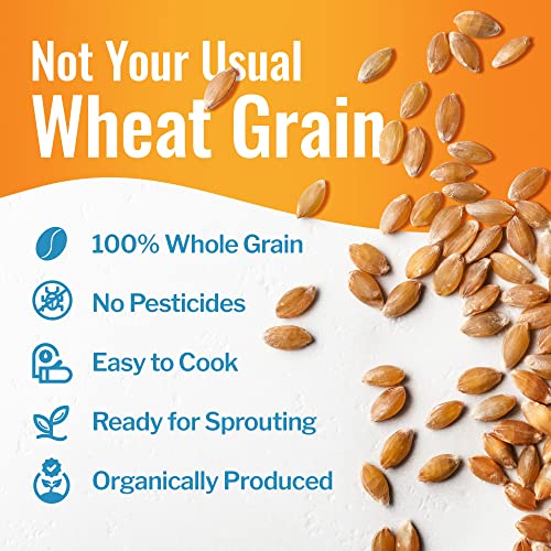 Grand Teton Ancient Grains - 100% Organic Einkorn Berries, Premium Food-Grade Farro Piccolo, Einkorn Wheat Berries, Einkorn Farro Grain For Milling Into Flour, Sprouting, Baking, Salad, Pilafs, & Soups, 25 Lbs #TOP4