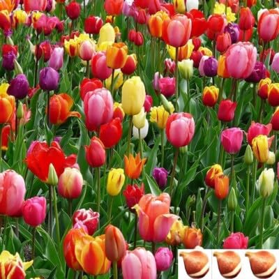 New Fresh 70pcs Tulip Bulbs Flower Seeds Generic