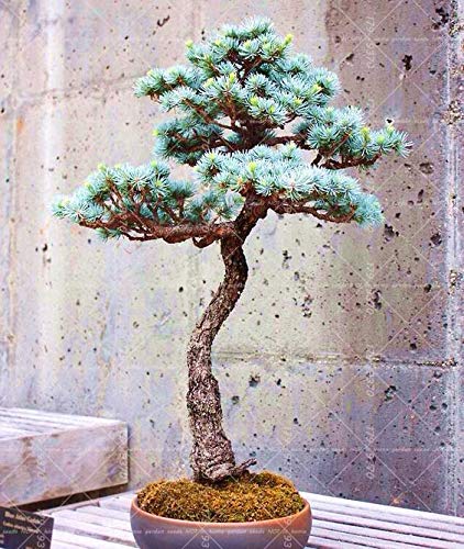bonsai umsetzen Workshop Bonsai umtopfen