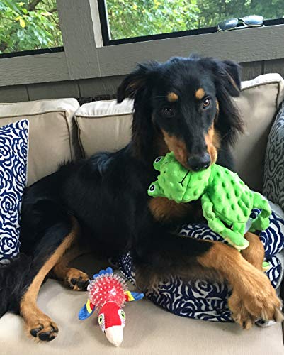 Spunky Pup Parrot Spiky Ball Squeaker Dog Toy | Dog Balls With Rubber Spikes For Healthy Teeth And Gums | Plush Fetch And Play Toy | For Small Dogs #TOP3