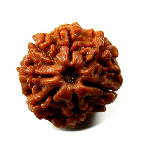 Rudraksha 7 Mukhi bead original de 7 caras como cuentas sueltas artesanales