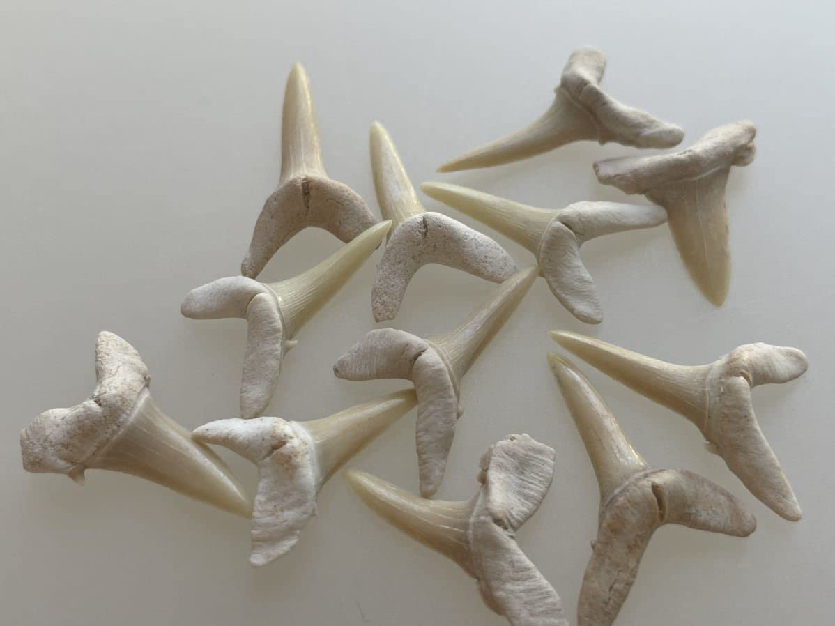 サメの歯の化石　セット　ウルトラセール Amazon.co.jp: サメの歯 ストリアトラミア 10点セット 977 化石