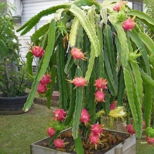Organic Dragon Fruit Fertilizer For Both Growth & Fruiting. (450Gm), Granules - Image 4