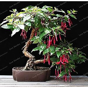 Bloom Green Co. Bonsai Bonsai Fucsia Opknoping Fuchsia Fiori Bonsai Autunno Begonia Bonsai pianta perenne coperta Vaso da giardino 100 Pz: 4