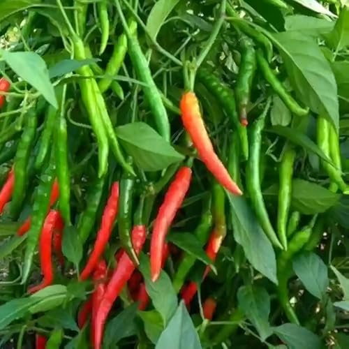 Image of Green Chilli Seeds 100 Seeds with Free 20 Marigold Seeds