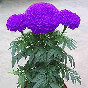 Agrey Lifestyle Purple Marigold Seeds-35 Seeds