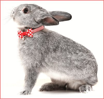 Amazon | [アモワークス]うさぎ用首輪ラビットオセロカラ― レッド,M