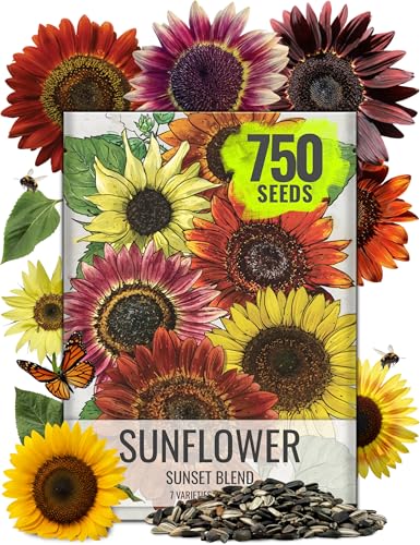 Seed Needs Sunflower Seeds to Plant Sunset Blend 7...