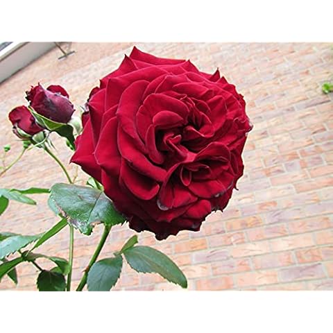 Crimson Cascade - 5.5lt Potted Climbing Garden Rose - Deep Red, Repeat Flowering Blooms Cover