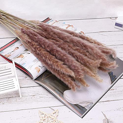 Natuurlijke gedroogde Pampas Gras Gedroogde Pampas Gras Pluizig in Vaas Kunstmatige Pampas Gras Plant Gedroogde Pampas… - Afbeelding 8