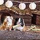 Niteangel atural Timothy Hay Sticks, Timothy Molar Rod for Rabbits, Chinchilla, Guinea Pigs and Other Small Animals (Süßer Bambus)