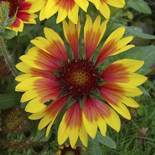 Biocarve Gaillardia aristata- Pack of 100 Seeds (B010WY9NII) Amazon Price History, Amazon Price Tracker