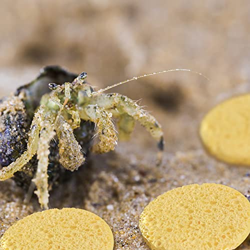 WOOPSOO 20 Pieces Hermit Crab Sponges,Real Pets Crab Sea Sponges in Yellow,Provide Nutrients Crab Sponges,Hermit Crab Water Dish Sea Sponge,for Pet Hermit Crab Tank Humidity Supplies by WOOPSOO - Used condition - Image 6