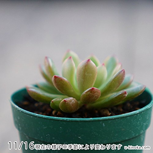 多肉植物^o^  ピンクルルビー 51MVufeAsLL._UF350,350_QL50_.jpg