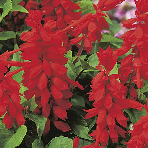 Salvia Seeds Blaze of Fire by Country Value Flower Seeds