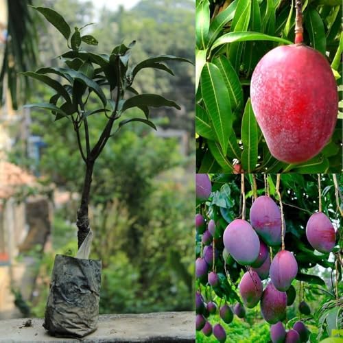 Image of All-Time 12 Months Hybrid Grafted Guti Kolom Live Fruit Plant Original & Authentic Organic Tree for Outdoor Fast-Growing Fruit Plant Home Gardens Pack Of-1 (Red Original Miyazaki Mango, medium)
