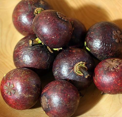 Mangostan Fruta Marca venchunio