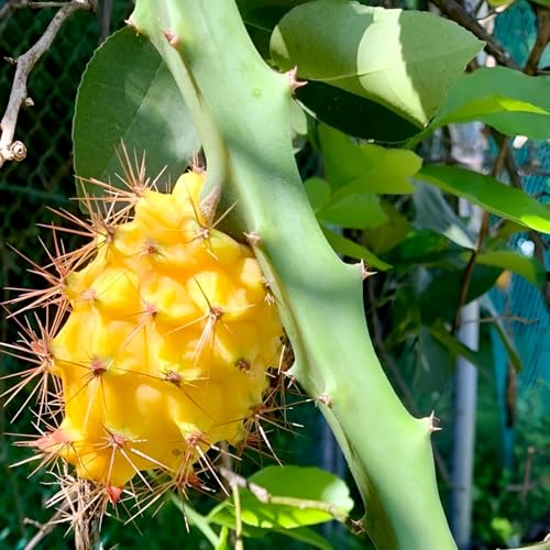 Image of Live Dragon Fruit Combo - Yellow, White & Red Varieties | Rare Cactus Fruit Plants for Home Garden | Fast Growing Pitaya | Organic Superfood | 3 Live Plants