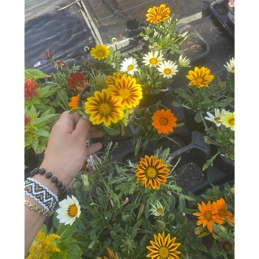 Live Gazania Plant, Mixed Colors, 4-Inch Pot, Sun-Loving Annual Flowers for Garden and Containers