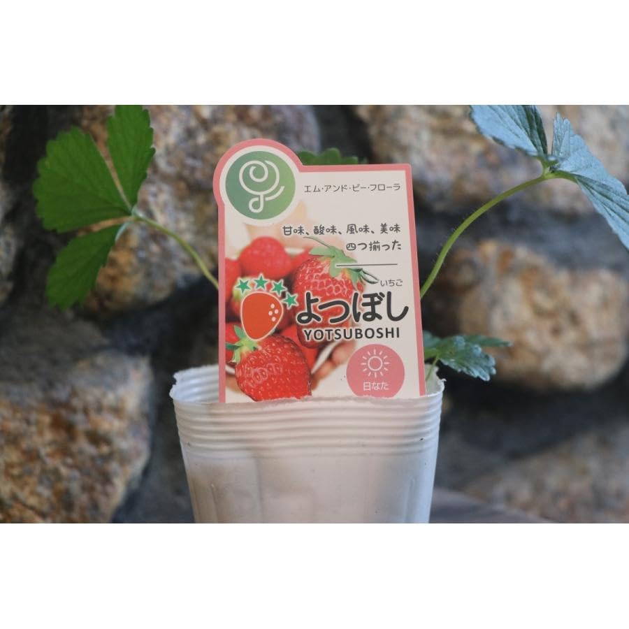 Amazon.co.jp: イチゴ苗 よつぼし 3～3.5号ポット苗 3株セット