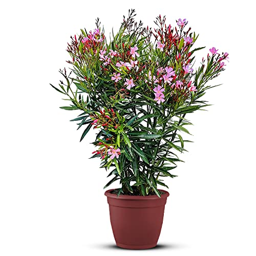 Tropictrees Nerium Oleander Pflanzen Winterhart mit Rosa Blüten, 100–120...