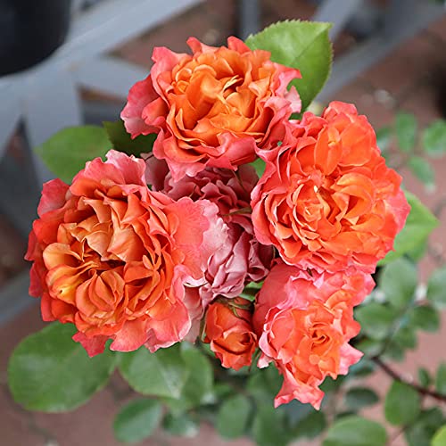 Amazon.co.jp: バラ苗 【モルゲンロート】 (中苗) フロリバンダ