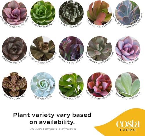 Costa-Farms-Succulents-6-Pack-Live-Mini-Succulent-Plants-Growers-Choice-Live-Houseplants-Potted-in-Nursery-Plant-Pots-Potting-Soil-Gift-for-Bulk-Baby-Shower-Bridal-Shower-DIY-Room-Decor 51nLDMAMEyL