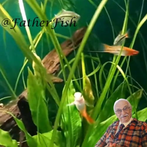 Aquariums and Fish Tanks by Father Fish Titelbild