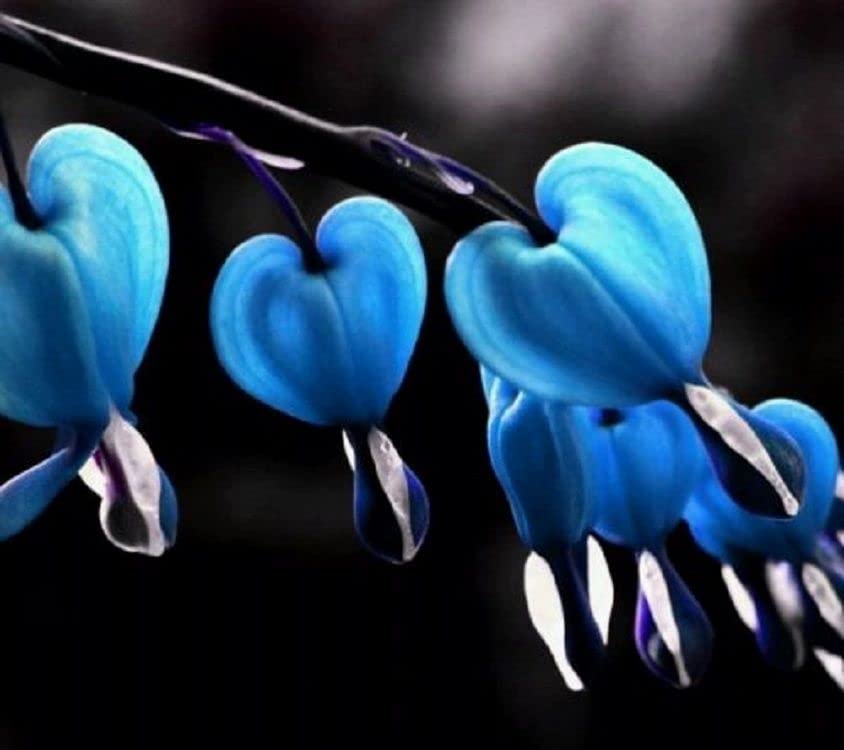 Bleeding Heart Seeds Sapphire Blue RARE Hardy Shade Perennial 20 Seeds (B0979CV8V8) Amazon Price History, Amazon Price Tracker