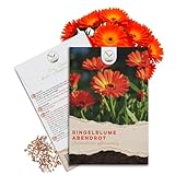 Ringelblumen Samen (Calendula Officinalis) - Vielseitige Heilpflanze mit essbaren Bl&uuml;ten