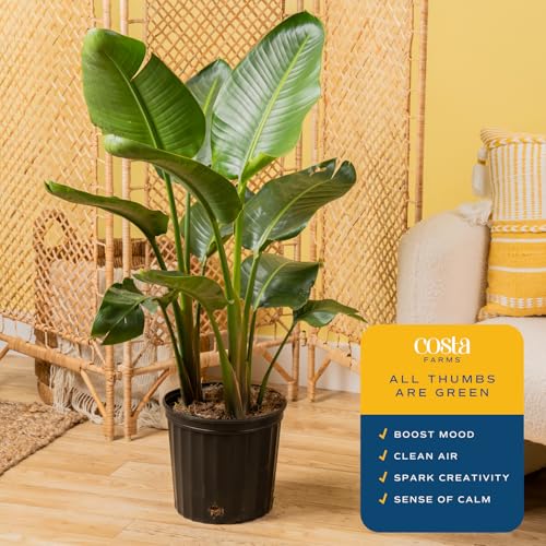 Costa Farms Live Plant White Bird of Paradise, Tropical Houseplant in 10-Inch Indoor Plant Pot, Housewarming Gift, Living Room, Office, and Home Decor, 3-4 Feet Tall Costa Farms Live Plant White Bird of Paradise, Tropical Houseplant in 10-Inch Indoor Plant Pot, Housewarming Gift, Living Room, Office, and Home Decor, 3-4 Feet Tall