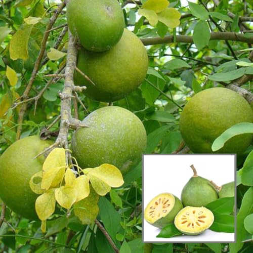 Image of Bel Patra Live Plant with Pot | Bilva Plant | Aegle Marmelos Green Sacred Plant | Home Garden Balcony Terrace Outdoor Gardening | Pooja Use | Potted Bel Tree Plant | Natural Plant | 1 Piece