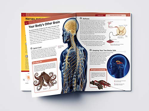 Image of Human Body - Brain And Nervous System: Knowledge Encyclopedia For Children