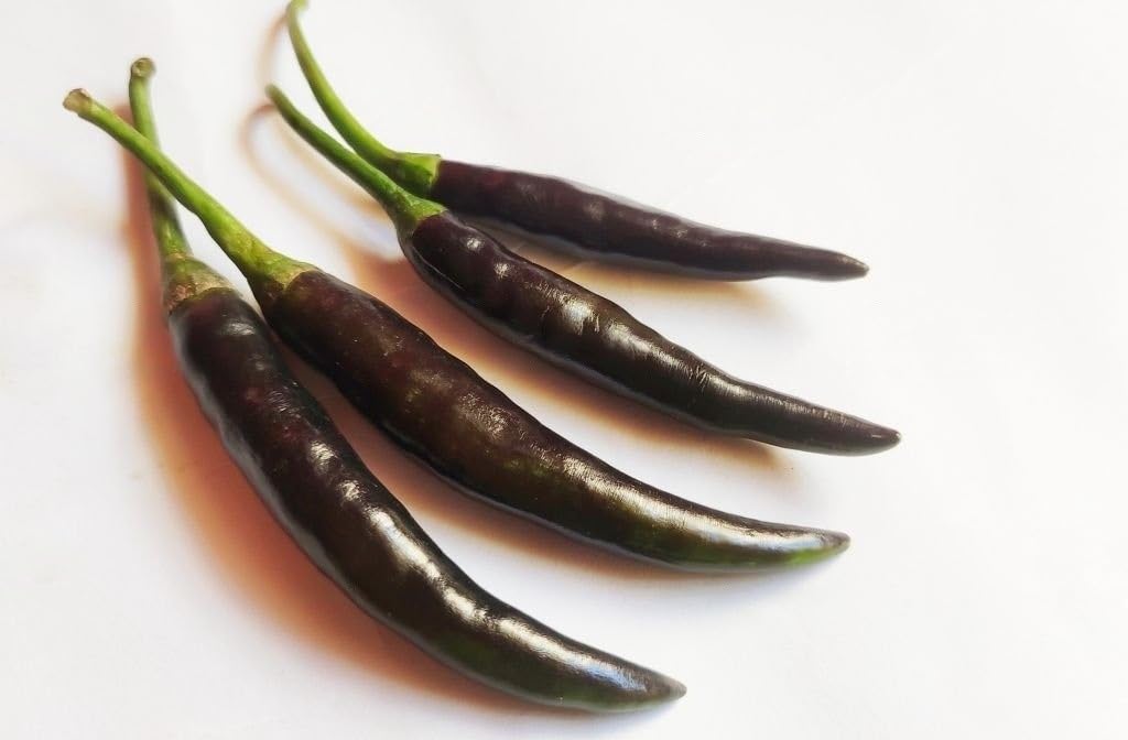 ASHOKE Seeds Chilli Seeds Black Hot Pepper Hybrid Seeds for Gardening Rooftop Balcony Farms (125+ seeds/packet) (B0C9MBN1ZS) Amazon Price History, Amazon Price Tracker