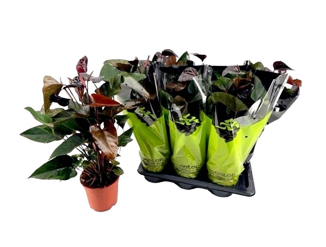 Planta natural Anthurium. Altura 40-50 cm. Anturio Negro. Simboliza Misterio y sofisticación Segura Garden. Las plantas de Anthurium purifican el aire, añaden belleza con sus flores