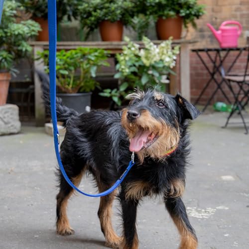 vitazoo Hundeleine in rot, fest und verstellbar in 4 Längen - geeignet für große und Starke Hunde - Hundeleine, Doppelleine - Gesamtlänge 2m