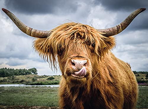 Ravensburger Puzzle Moment 13273 - Highland Cattle - 300 Teile Puzzle für Erwachsene und Kinder ab 14 Jahren – Bild 4