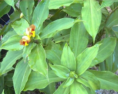 50pcs Green Insulin Plant Seeds