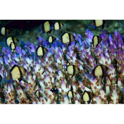 ArtDirect Indonesia Humbug fish in acropora coral colony Unframed Art Print Giclee Poster by...