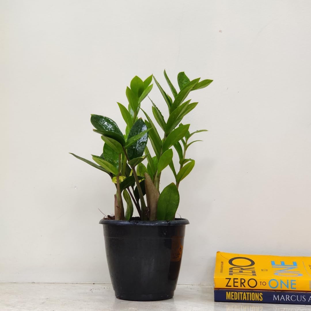 CAPPL Zamia ZZ Indoor Air Purifying Plant with Plastic Pot (Zamioculcas Zamiifolia) 1