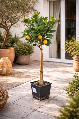 Orangenbaum Citrus sinensis 'Washington Navel' 120-140 cm – Saftige Süßorangen, pflegeleicht & ertragreich – Ideal für Garten, Terrasse & Wintergarten – Immergrün & dekorativ