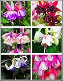 100 Pcs Fuchsia Flower Seeds Perennial Home Plant Bonsai
