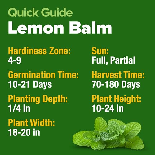 Image of HOME GROWN Lemon Balm Seeds- 806 Non GMO Heirloom Seeds for Planting - Melissa officinalis Herb for Tea, Garden, Indoor or Outdoor Growing-Plant for Pots, Beds & Hydroponics(Melissa officinalis)