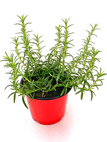 Florapartner Hängender Rosmarin Kräuterpflanze 2 Stk