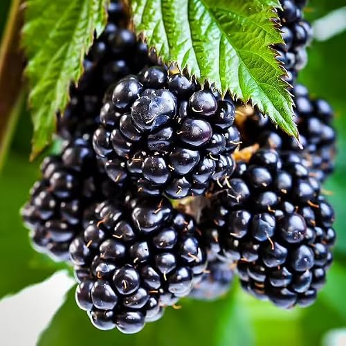 Ouachita BlackBerry Live Plant (5-9" Tall) – Thornless Sweet Berry Bush – Zones 6-9 – Upright Rubus Starter for Patio Containers or Gardens – Disease Resistant & High Yield